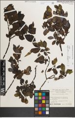 Foto von Salix mielichhoferi Saut. x Salix myrsinifolia Salisb.
